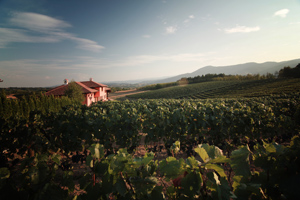 Vinarija Jungić Vinarija Jungić